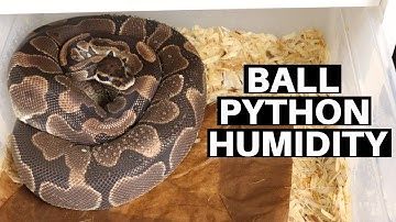 Managing Humidity For Ball Python Enclosures - Benjamin
