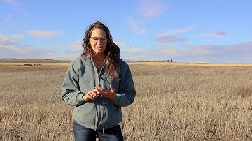Sustainable Crop-Livestock Integration:  Dryland Inland Pac Northwest (Part 1: Scientist Interview)