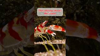 Dangerous shrimp‼️#animalfacts #deadlyanimals #wildlife #nature #oceananimals #viralvideo