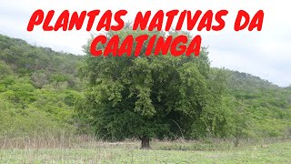 Plantas da Caatinga