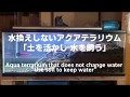 【No.1】水換えしない濾過 土壌のテラリウム「Filtration without water change Terrarium in soil」