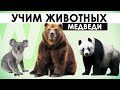 Учим животных - Медведи: бурый, белый, очковый, бируанг, барибал, панда, коала (звуки и голоса)