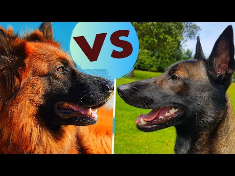 German Shepherd vs