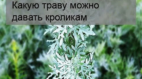 Какую траву можно давать кроликам