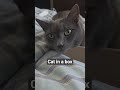Richie Richie #cat #catsofyoutube #cute #kitty #foryou #viral #viralvideo #famous #fyp