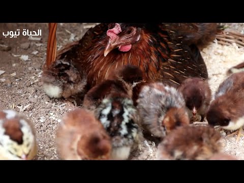 فيديو: بيض ناصع! على الدجاجات الحاضنة (وماذا يمكن أن يعلمنا)