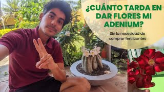 ¿A los cuántos años da flores una Rosa del desierto?