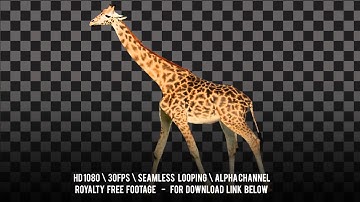 Giraffe walking. Isolated фтв cyclical animation. Alpha channel included.