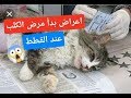 Le Chat Tube اعرض مرض الكلب عند القطط
