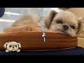 犬用ケージにハロウィンの飾り付け - Preparing for Halloween - チワワ×シーズー
