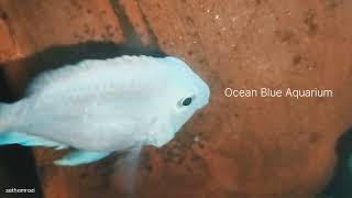 Good News Our Platinum Parrot Cichlid Layes Eggs