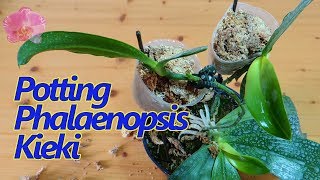 Potting Phalaenopsis Orchid Spike Keiki