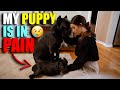 My Puppy Is In Pain - Cane Corso Puppy