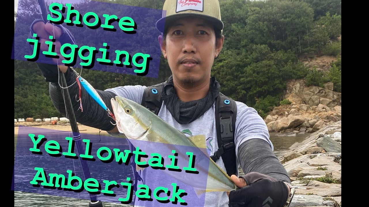 YELLOWTAIL AMBERJACK SHORE JIGGING JAPAN HOW TO CATCH YELLOWTAIL AMBERJACK USING JIG YouTube