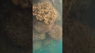 那覇さんごカラフル珊瑚と魚と海の色　20240311- GX010136　＠Naha coral and fish