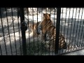 Новосибирск. Драка тигров. Зоопарк