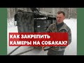 Охота на кабана с лайками. Работа в лесу. Аксессуары. Щенки