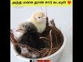 இறுதி வரைக்கும் பாருங்கள் ❤ | Senjita potchu meme | #shorts #facts #tamil
