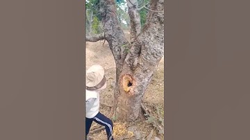 Found apis Cerena colony inside tree