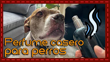 ¿Puedo perfumar a mi perro?