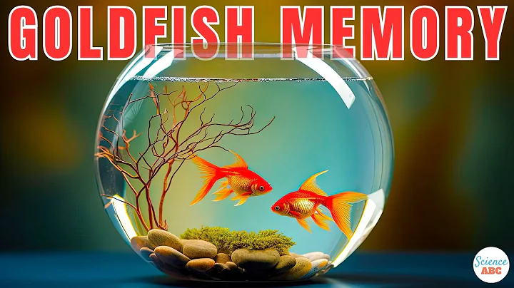 Do Goldfish Only Have a 3-Second Memory?