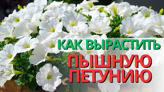 Как вырастить петунию. Когда высаживать петунию. Чем подкормить петунию. Когда прищипывать петунию.