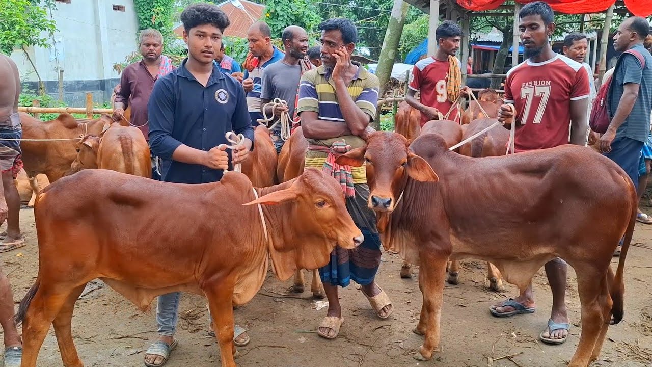 ২৮ ফেব্রুয়ারি 2026| আমদানি ভরপুর দাম কমেছে শাহীওয়াল জাতের ষাঁড় বাছুর গরুর | আফতাবগঞ্জ হাট | 