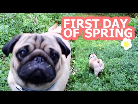 pugs australia doug the pug doovi pugs australia doug the pug doovi