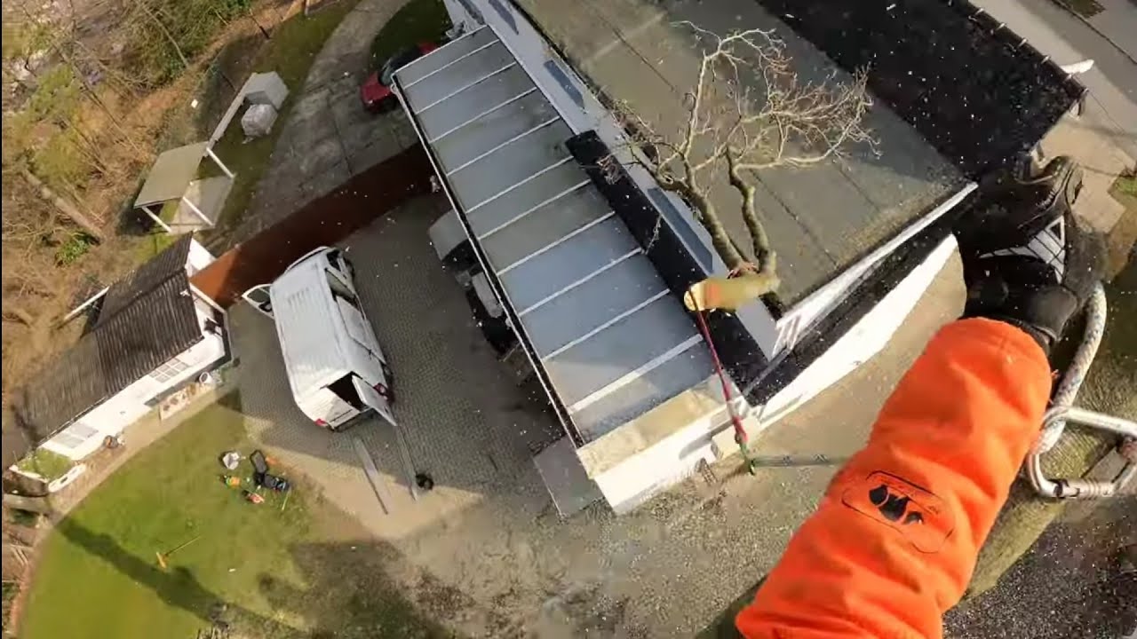 GROS DEMONTAGE D'UN HETRE DE 200 ANS STIHL 2O1 TC-M