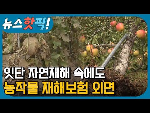 잇단 자연재해에도 농작물 재해보험 외면  | 뉴스핫픽 | KBS전주