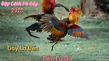 Tiếng Gà Chống Rừng Gáy Đập Cánh Gáy Gáy Là Đến Đến Là Đá Mới Nhất 2023