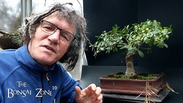 Pruning My Natal Ficus and It