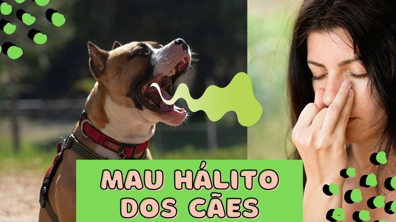 Mau hálito dos cães (COMO ACABAR COM O BAFO DO SEU CACHORRO) - YouTube