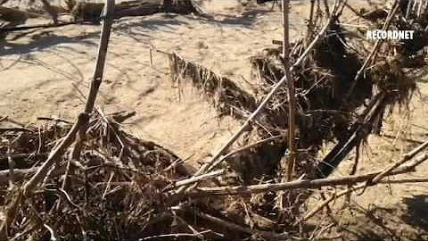 Video: Farmer Bill Berryhill lost some of his vine...