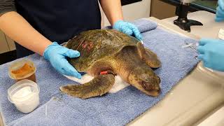 Turtle Hospital | Boston USA | TheDeepHull