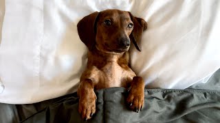 Mini dachshund sleeps like a human