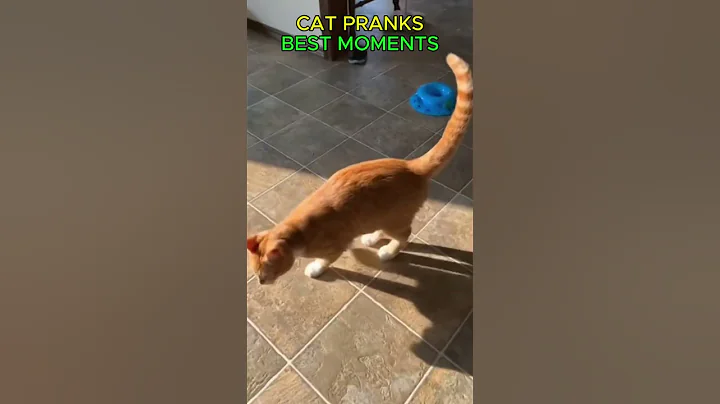 Video 11672161: cat pets funnycats, cat best pets, cat funny pets, compilation