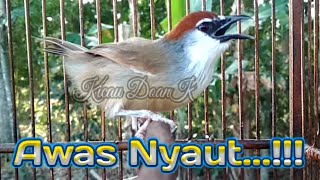 Kaso Kaso Gacor Ampuh Pancing Bunyi Burung Kaso Kaso Bahan