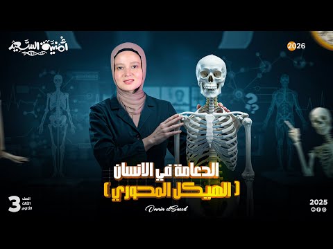 شرح الدعامة في الانسان الهيكل المحوري 2026