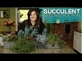 Succulent Arrangement Deconstruction // Garden Answer