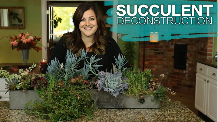 Succulent Arrangement Deconstruction // Garden Answer - DayDayNews