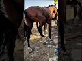 Horse Shoeing Truth 🐎 | Pain or Necessity? #shorts
