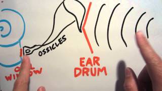 Why ears pop on airplanes (and how to hear someone elses pop!)
This video explains the anatomical root of the ear popping phenomenon, and why the ear is structured that way. It turns out that ear pops arent purely subjective, and you can even hear someone elses! Just put your ear up to a friends and have them swallow. Why ears pop on airplanes (and how to hear someone elses pop!)