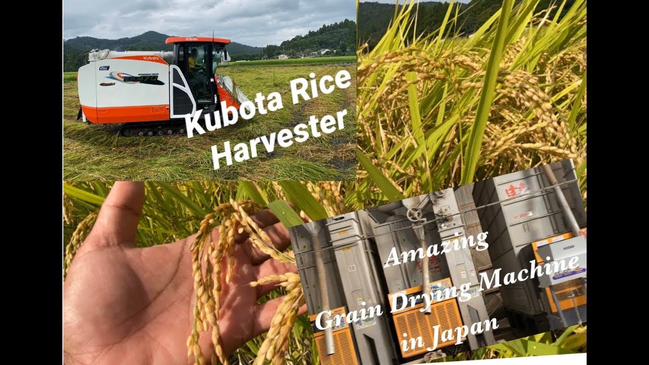 KUBOTA COMBINE HARVESTER | AMAZING GRAIN DRYER IN JAPAN| |穀物乾燥
