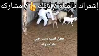 جدي يعمل نفسو ميت حتى مايأخذوه للذبح