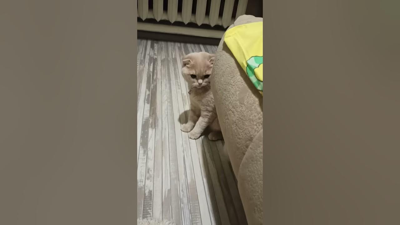 Наглая рыжая морда😺😺😺 - YouTube