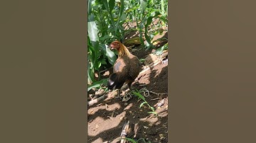 gà rừng mái gọi trống chạy cực nhanh.poj qaib qus xeev lau dhias ceev