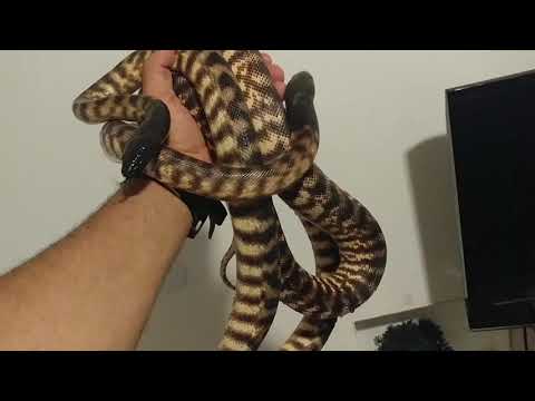 Pair of Black Headed Pythons