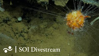 Dorado Outcrop | SOI Divestream 537