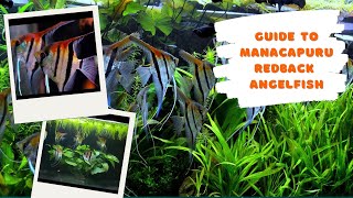 Guide to Manacapuru Angelfish screenshot 3